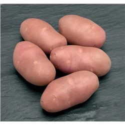Картофель семенной Ред Скарлетт (2 кг)