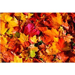 Фотобаннер, 300 × 200 см, с фотопечатью, люверсы шаг 1 м, «Осенние листья 1»