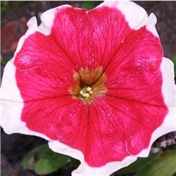 Петуния крупноцветковая Hulahoop Rose - 10 драже.