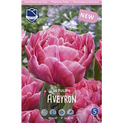 Тюльпан Авейрон (Tulipa Aveyron), 10 шт (разбор 12/14)