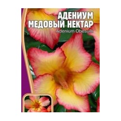 Адениум МЕДОВЫЙ НЕТАР 3шт (Редкие овощи) Адениум обесум относится к долгожителям. У нас выращивается как комнатное. Фантастический по красоте цветок.