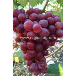 Виноград плодовый Подарок Несветая, очень ранний, очень крупн