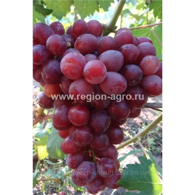 Виноград плодовый Подарок Несветая, очень ранний, очень крупн