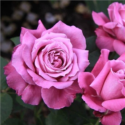 Роза (чайно-гибридная) - Виолет Парфюм