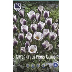 Крокус Принц Клаус (Crocus Prins Claus), 25 шт (разбор 5/7)