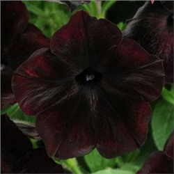 Петуния многоцветковая DEBONAIR BLACK CHERRY - 5 шт.