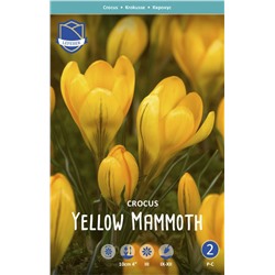 Крокус Йеллоу Маммут (Crocus Yellow Mammouth), 10 шт (разбор 9/10)