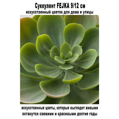 Суккулент FEJKA 9-12 см