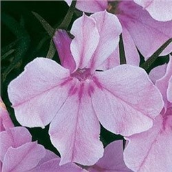 Лобелия ежевидная RIVIERA LILAC - 5 мдр.