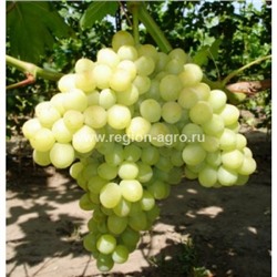 Виноград плодовый Кишмиш 342, очень ранний, бессемянный