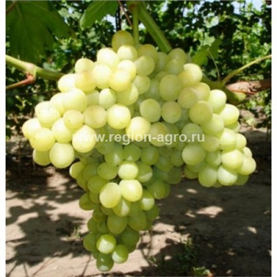 Виноград плодовый Кишмиш 342, очень ранний, бессемянный