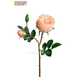 Роза Остина - персиковый