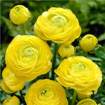 Ранункулюс азиатский Авив Йеллоу (Ranunculus Aviv YELLOW), 15 шт (разбор 7/8)