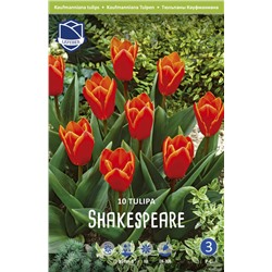 Тюльпан Шекспир (Tulipa Shakespeare), 10 шт (разбор 11/12)