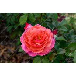 Роза Ладюре (шраб розовый)