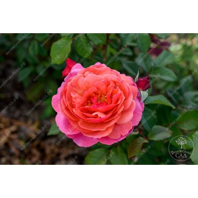 Роза Ладюре (шраб розовый)