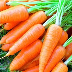 Морковь Китайская красавица