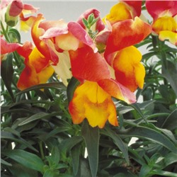 Львиный зев Floral Showers APRICOT BICOLOR - 10 шт.