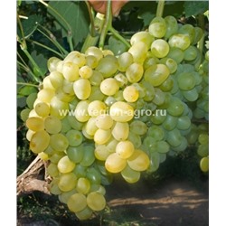 Виноград плодовый Супер-Экстра, очень ранний,крупный