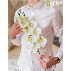 Орхидея фаленопсис "Жозель" (9 цветков) - 7 расцветок - бело-фисташковый
