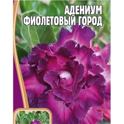 Адениум Фиолетовый город 3шт (Редкие овощи)  Это фантастический по красоте цветок, имеющий неповторимую цветовую гамму фиолетово-красно-розово-белых тонов.
