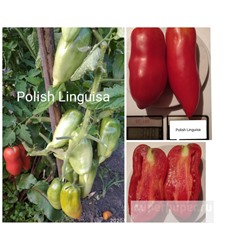 Polish Linguisa