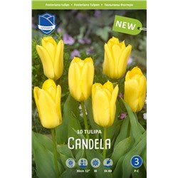 Тюльпан Кандела (Tulipa Candela), 10 шт  (разбор 11/12)