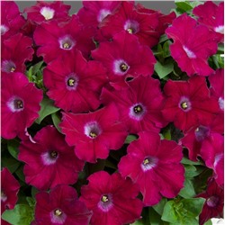 Петуния GIOKONDA F1 Fuchsia - 5 шт.