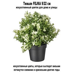 Тимьян FEJKA 9-22 см