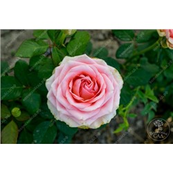 Роза Геральдина (ч-гибрид, розов)