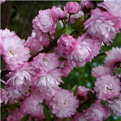 Сакура (вишня декоративная) - Розеа Плена