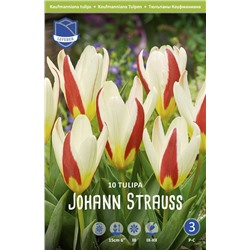 Тюльпан Иоганн Штраусс (Tulipa Johann Strauss), 10 шт (разбор 11/12)