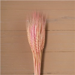 Сухой колос пшеницы, набор 50 шт., цвет розовый