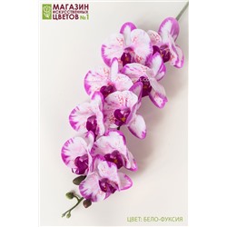 Орхидея фаленопсис "Жозель" (9 цветков) - 7 расцветок - бело-фуксия