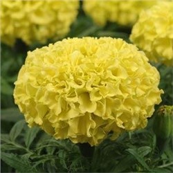 Бархатцы прямостоячие TAISHAN YELLOW - 5 шт.