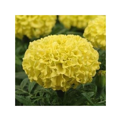 Бархатцы прямостоячие TAISHAN YELLOW - 5 шт.