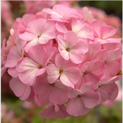 Пеларгония POSITANO F1 Light Pink - 3 шт.