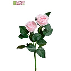 Роза двойная пионовидная - светло-розовый