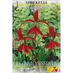 Шпрекелия Формосиссима (Sprekelia formosissima), 1 шт