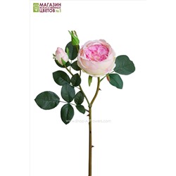 Роза Остина - розовый