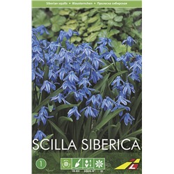 Сцилла Сибирская (Scilla siberica), 7 шт (разбор 7/8)