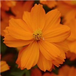 Космея Mandarin Cosmos - 10 шт.