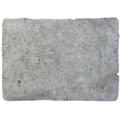 Набор археолога "Паук"камень,4 инструмента,книжка,очки,маска И-5869 в Самаре