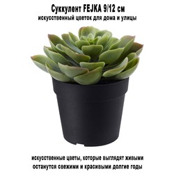 Суккулент FEJKA 9-12 см