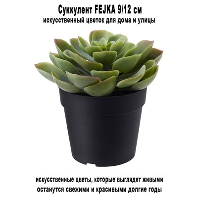 Суккулент FEJKA 9-12 см