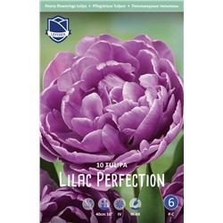 Тюльпан Лайлак Перфекшн (Tulipa Lilac Perfection), 10 шт (разбор 12/14)