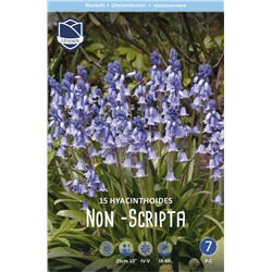 Гиацинтоидес Нон-скрипта (Hyacinthoides non-scripta), 15 шт (разбор 7/8)