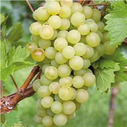 Виноград (плодовый) - Белое Чудо