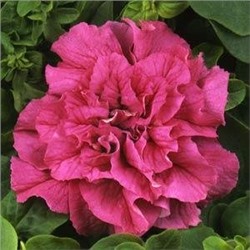 Петуния крупноцветковая махровая DOUBLE CASCADE PINK - 10 шт.