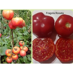 Fragola Rosata (Клубника розовая)